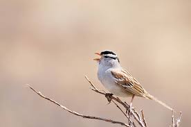 Image result for Zonotrichia leucophrys