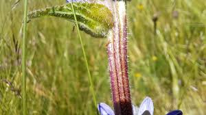 Attēlu rezultāti vaicājumam “Campanula cervicaria bud”