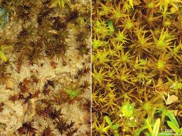 Attēlu rezultāti vaicājumam “Tritomaria exsecta macro”