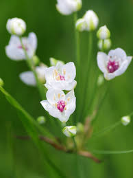 Attēlu rezultāti vaicājumam “Butomus umbellatus bud”
