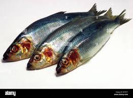 Image result for Clupea harengus