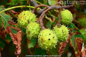 Attēlu rezultāti vaicājumam “Aesculus hippocastanum fruit”