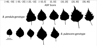 Attēlu rezultāti vaicājumam “Betula pubescens leaf”