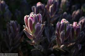 Attēlu rezultāti vaicājumam “Armeria vulgaris bud”