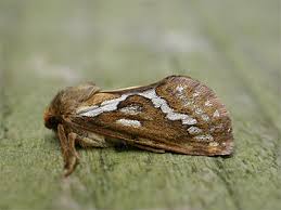 Attēlu rezultāti vaicājumam “Hepialus lupulinus”