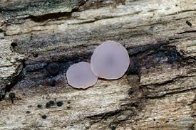 Attēlu rezultāti vaicājumam “Ombrophila violacea”