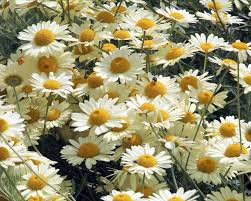 Image result for Anthemis tinctoria