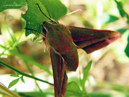 Attēlu rezultāti vaicājumam “Deilephila elpenor imago”