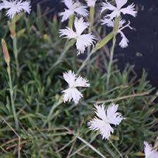 Attēlu rezultāti vaicājumam “Dianthus arenarius”