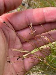 Attēlu rezultāti vaicājumam “Carex capillaris fruit”
