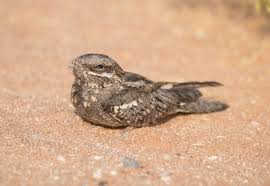 Attēlu rezultāti vaicājumam “Caprimulgus europaeus juvenile”