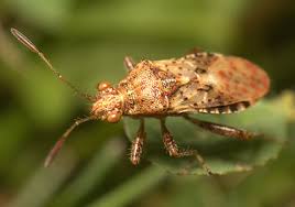 Attēlu rezultāti vaicājumam “Rhopalus maculatus”