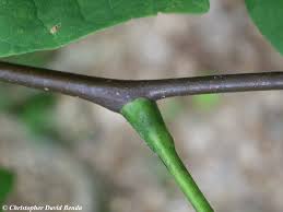 Attēlu rezultāti vaicājumam “Cladrastis kentukea leaf”