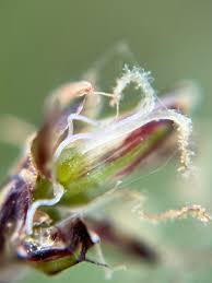 Attēlu rezultāti vaicājumam “Eleocharis uniglumis flower”