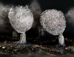 Attēlu rezultāti vaicājumam “Physarum straminipes”