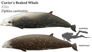 Image result for Ziphius cavirostris