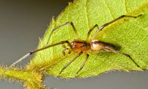 Attēlu rezultāti vaicājumam “Cheiracanthium sp. male”