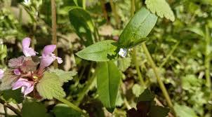 Attēlu rezultāti vaicājumam “Myosotis sparsiflora flower”