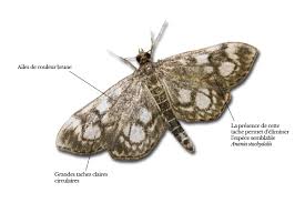 Attēlu rezultāti vaicājumam “Anania stachydalis”