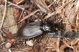 Attēlu rezultāti vaicājumam “Pterostichus niger”