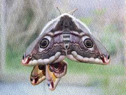 Attēlu rezultāti vaicājumam “Hepialus humuli female”