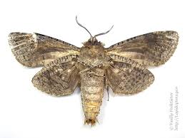 Attēlu rezultāti vaicājumam “Cossus cossus”