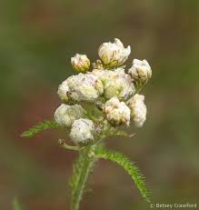 Attēlu rezultāti vaicājumam “Achillea millefolium bud”