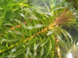 「水蘊草」的圖片搜尋結果