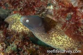 Image result for Gymnothorax vicinus