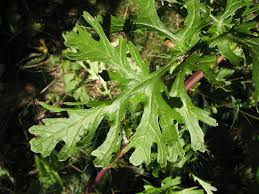 Attēlu rezultāti vaicājumam “Jacobaea vulgaris”