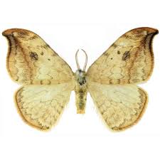 Attēlu rezultāti vaicājumam “Drepana falcataria”