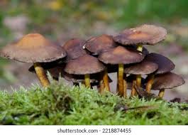 Attēlu rezultāti vaicājumam “Hypholoma lateritium”