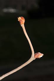 Attēlu rezultāti vaicājumam “Corylus avellana bud”