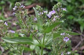 Attēlu rezultāti vaicājumam “Veronica anagallis-aquatica fruit”