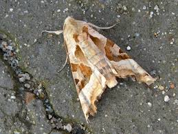 Attēlu rezultāti vaicājumam “Phlogophora meticulosa”