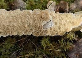 Attēlu rezultāti vaicājumam “Irpex lacteus”