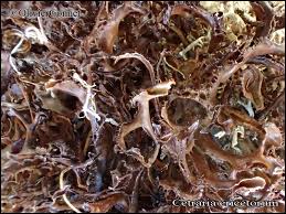 Attēlu rezultāti vaicājumam “Cetraria ericetorum”