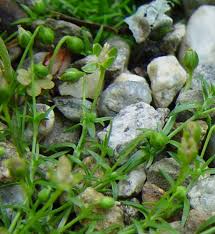 Attēlu rezultāti vaicājumam “Sagina procumbens fruit”