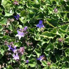 Image result for Campanula strigosa