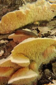 Attēlu rezultāti vaicājumam “Climacodon septentrionalis”