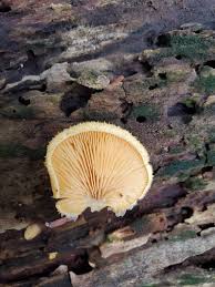 Attēlu rezultāti vaicājumam “Phyllotopsis nidulans”