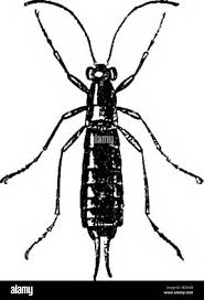 Attēlu rezultāti vaicājumam “Panorpa communis imago”