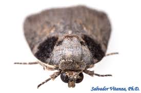 Attēlu rezultāti vaicājumam “Nolidae”