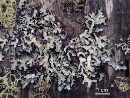 Attēlu rezultāti vaicājumam “Parmelia sulcata”