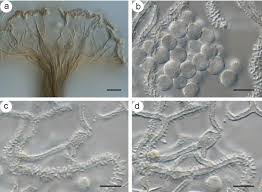 Attēlu rezultāti vaicājumam “Arcyria major macro”