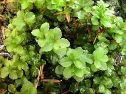 Attēlu rezultāti vaicājumam “Pseudobryum cinclidioides cells”