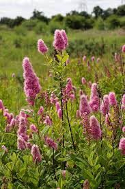 Attēlu rezultāti vaicājumam “Spiraea salicifolia flower”