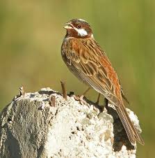 Image result for Emberiza leucocephalos