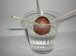 「アボカド大臣」の画像検索結果