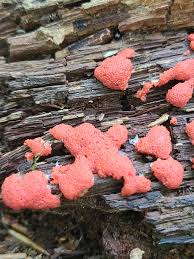 Attēlu rezultāti vaicājumam “Cribraria argillacea stalked”